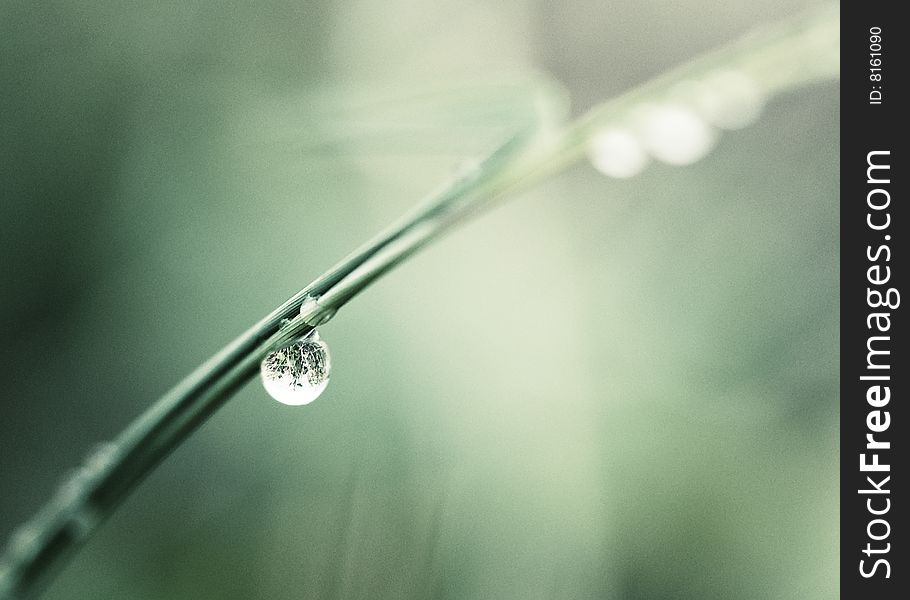 A macro image of a water drop clinging to a plant stem. A macro image of a water drop clinging to a plant stem