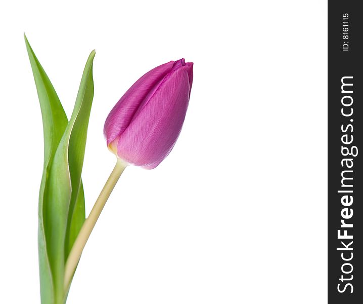 Purple tulip on a white background