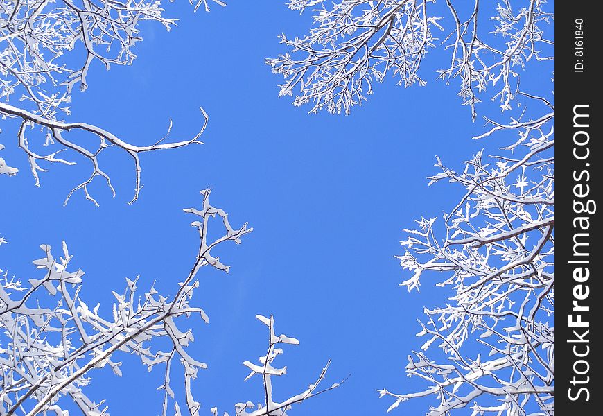 Bright blue sky with snowy treetops