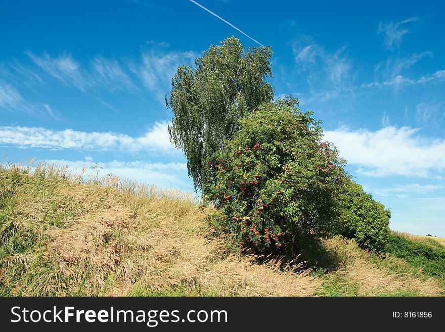 Summer meadow covered with dry yellow grass