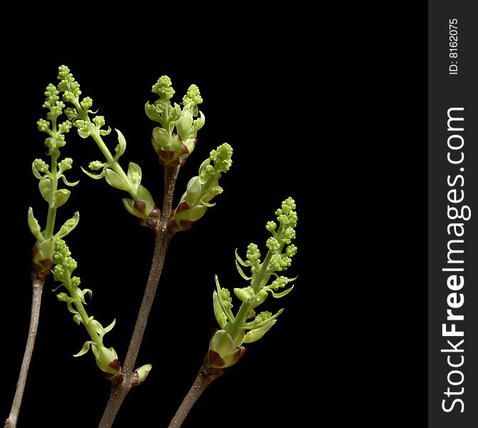 Some lilac twigs with early spring blossom; black background. Some lilac twigs with early spring blossom; black background