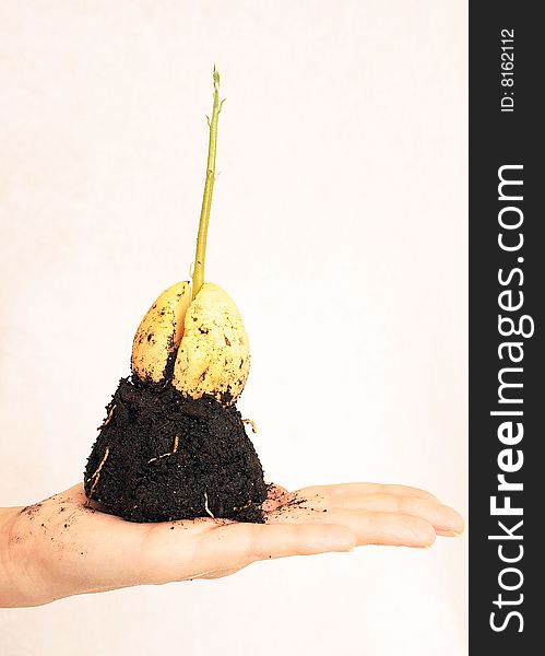 Progrown seed of an avocado in a hand isolated on white background.