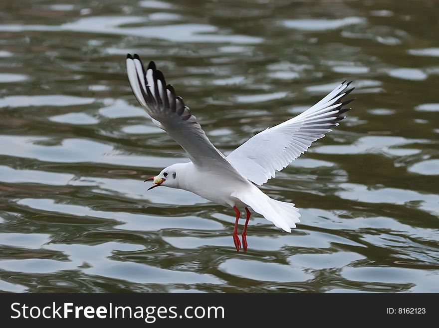 Sea gull which eats food in the water