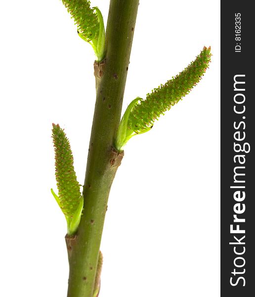 Spring willow branch isolated on white