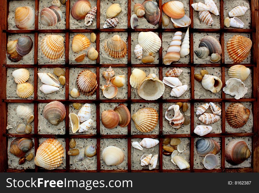 Collage with different shells, snail-shells and sand in a letter-case. Collage with different shells, snail-shells and sand in a letter-case
