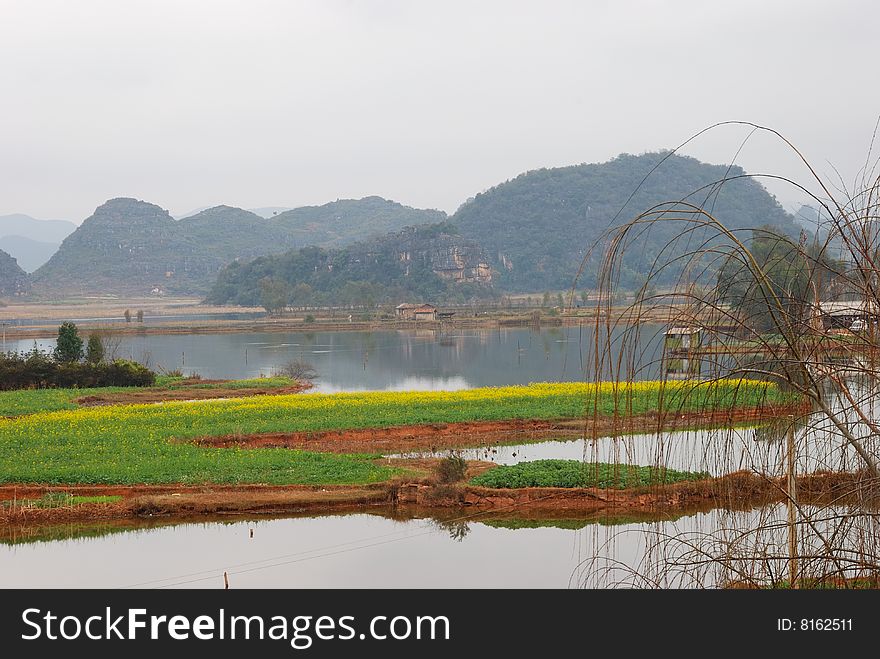 Spring has come, nearby in lake paddies plants flower. Spring has come, nearby in lake paddies plants flower