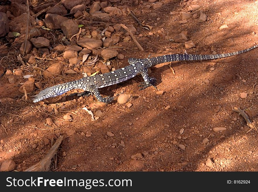 Australian Perentie lizard out foraging in the Outback in the Ayer's Rock region. This one was about 3 feet long or close to 10 meters.