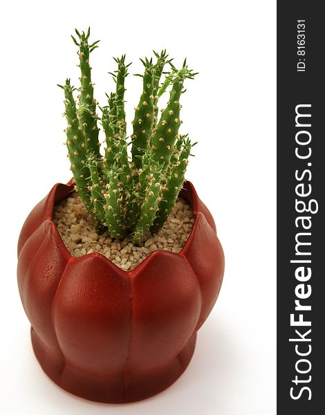 Cactus in Red Flowerpot on white background