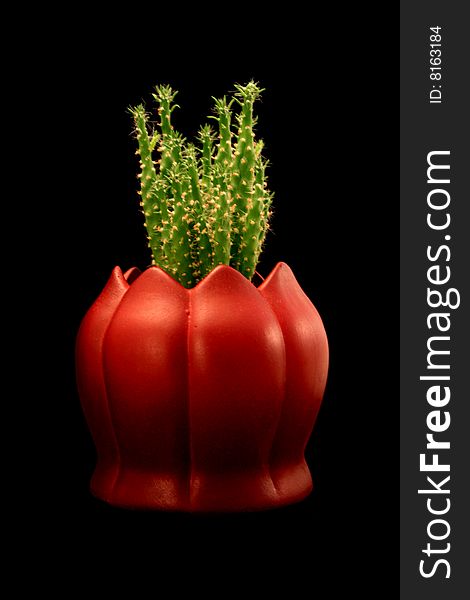 Cactus in Red Flowerpot