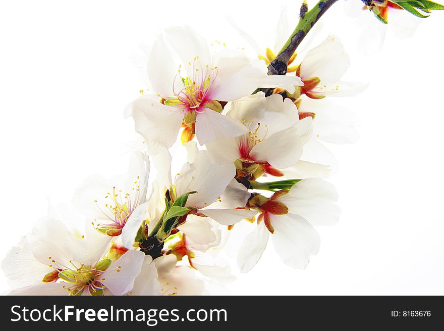 Almond blossom in the spring with the substance isolated
