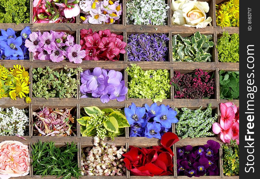 Different flowers and herbes in a case. Different flowers and herbes in a case