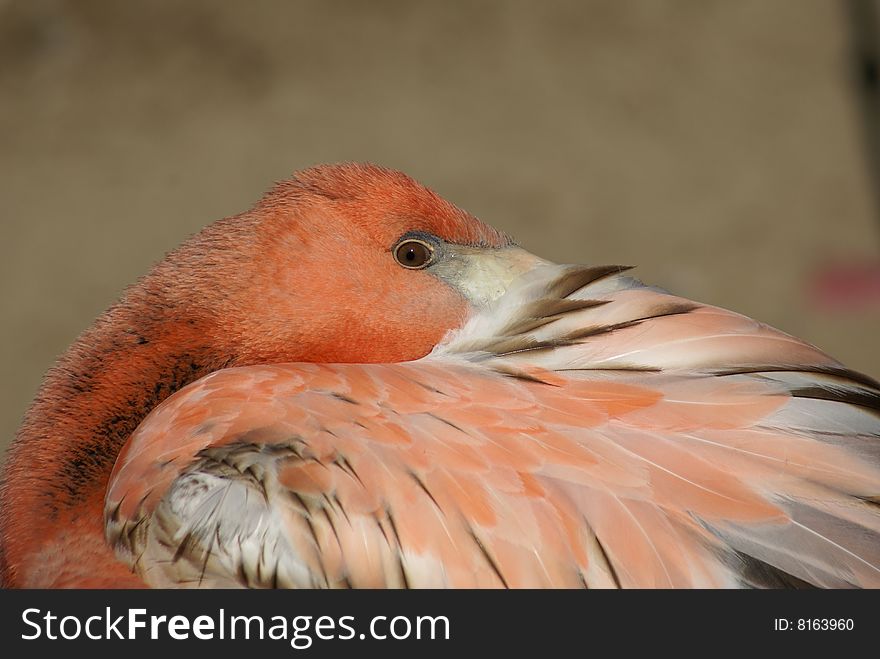 Close up of a Flamingo