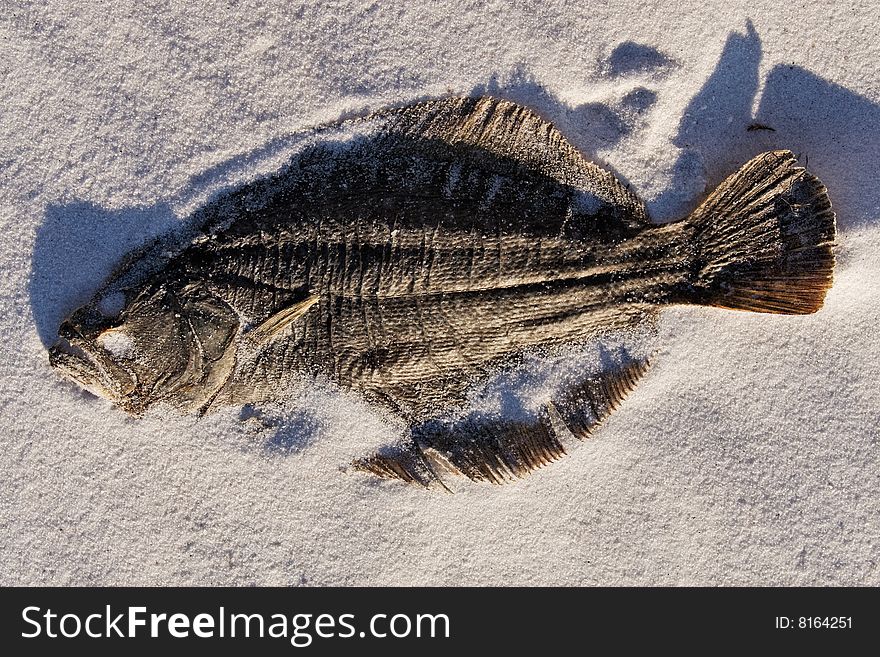 Dead, dried fish in the sand representing environmental destruction. Dead, dried fish in the sand representing environmental destruction.