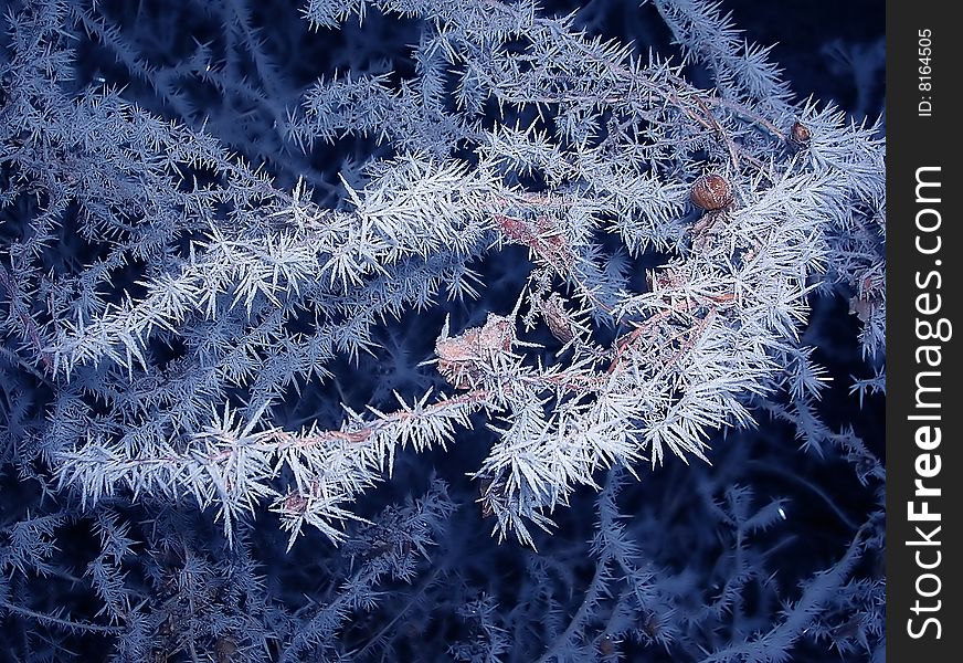 Blue branch with ice crystals over black winter background. Blue branch with ice crystals over black winter background