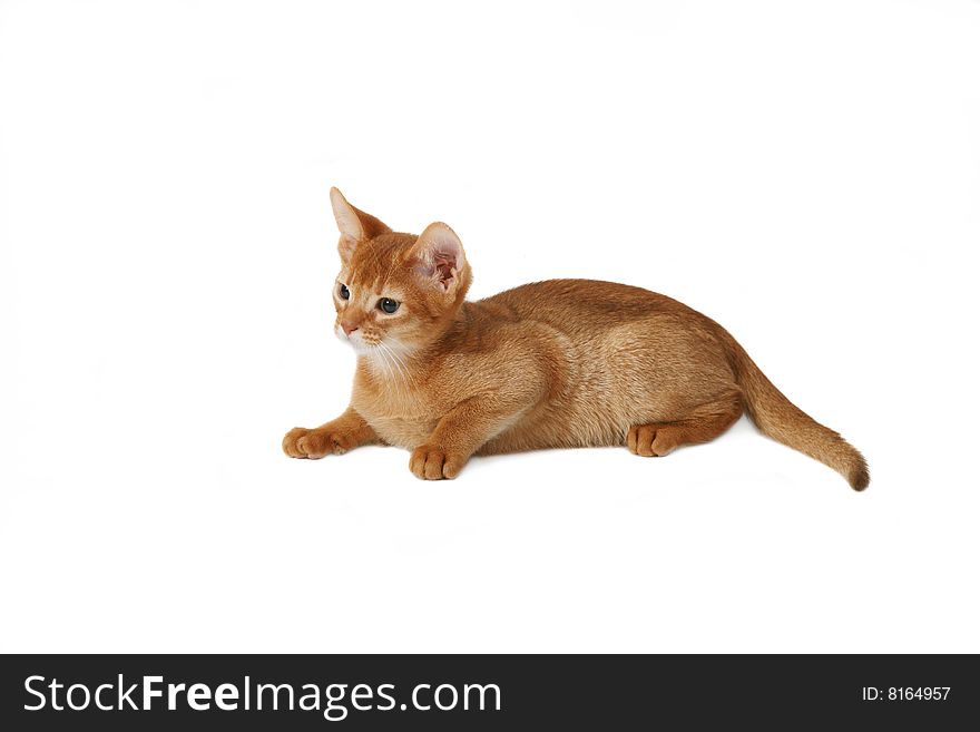 Beautiful red cat isolated on a white background