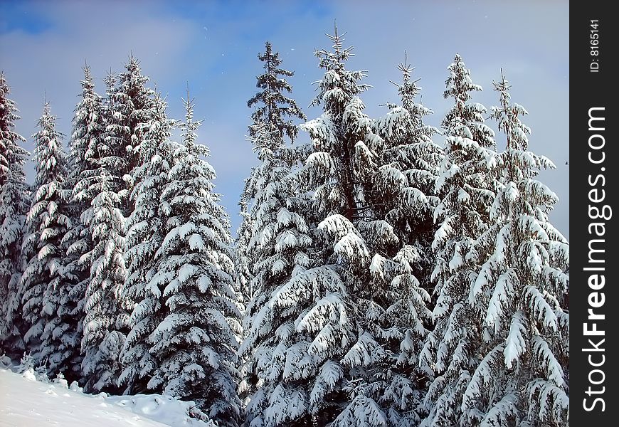 Trees covered with snow and blue sky.