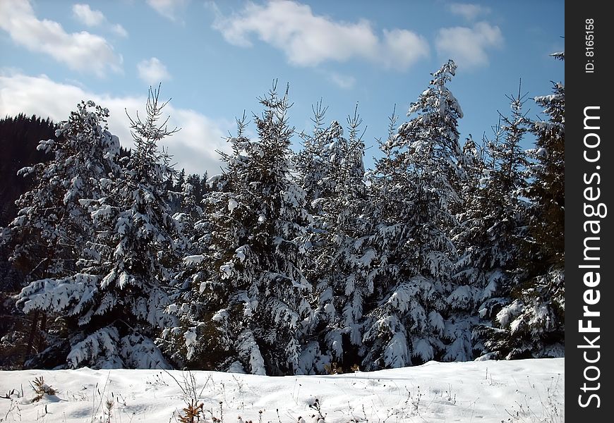 Trees covered with snow and a little sun.