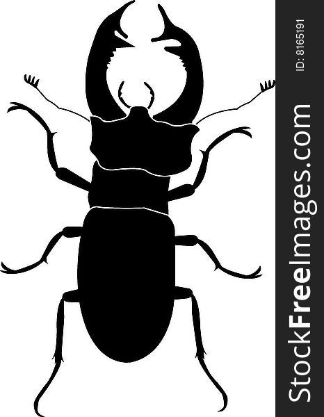 Black stag beetle on white background
