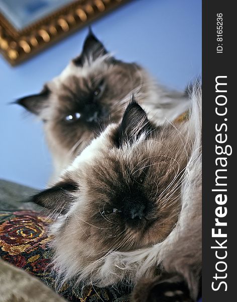 Persian Himalayan Cats sitting together on ornate pillows. Persian Himalayan Cats sitting together on ornate pillows