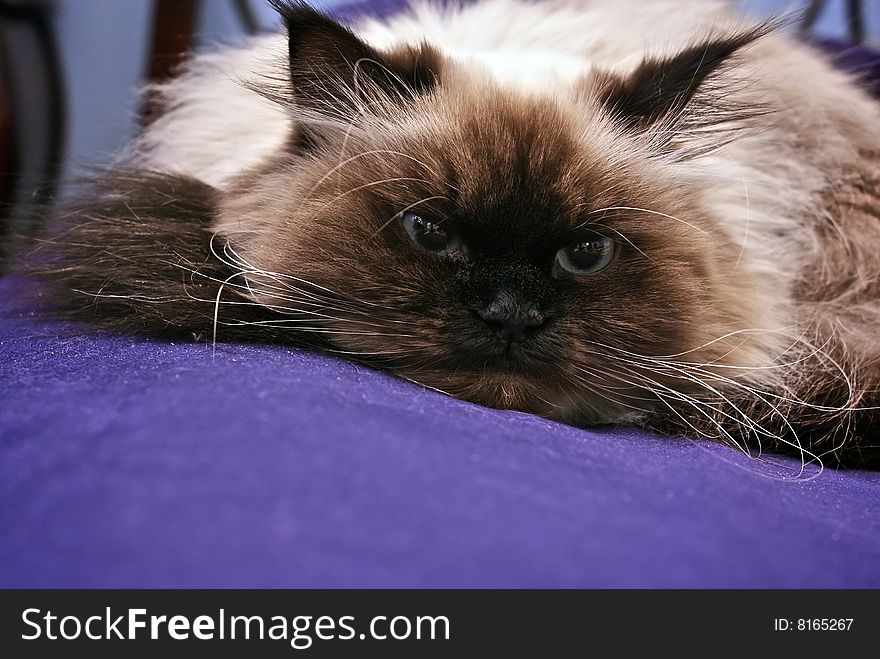 Persian Himalayan Cat laying down resting. Persian Himalayan Cat laying down resting