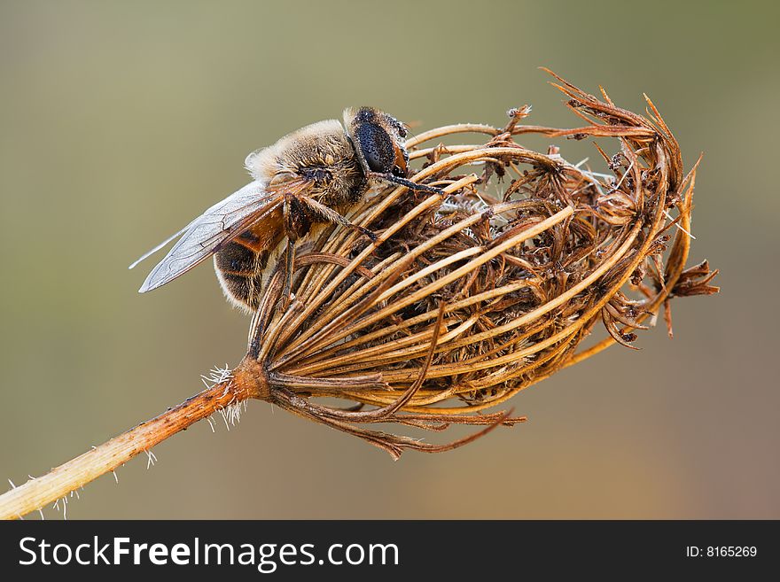 The fly sitting on an old flower