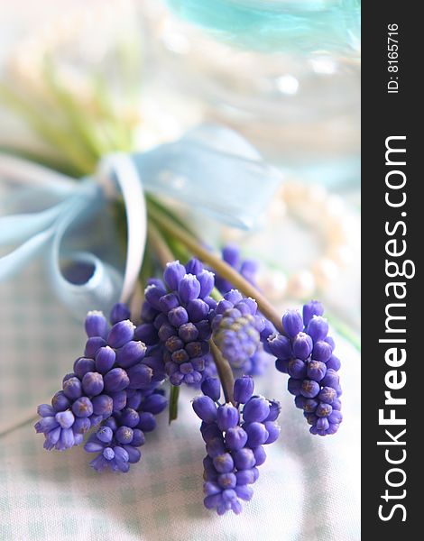 Tender spring blue hyacinth in close up, nice postcard. Tender spring blue hyacinth in close up, nice postcard