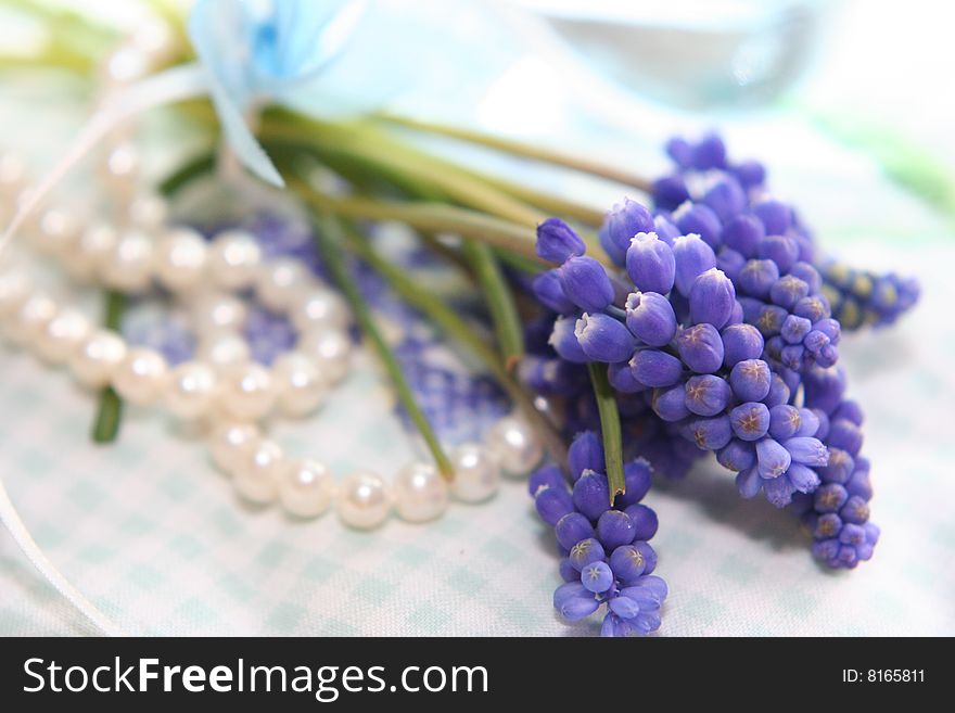 Tender spring blue hyacinth in close up, nice postcard. Tender spring blue hyacinth in close up, nice postcard