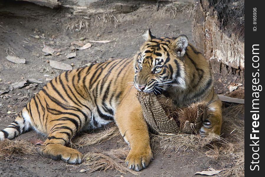 A young Sumatran Tiger hugs and chews on a tree stump.