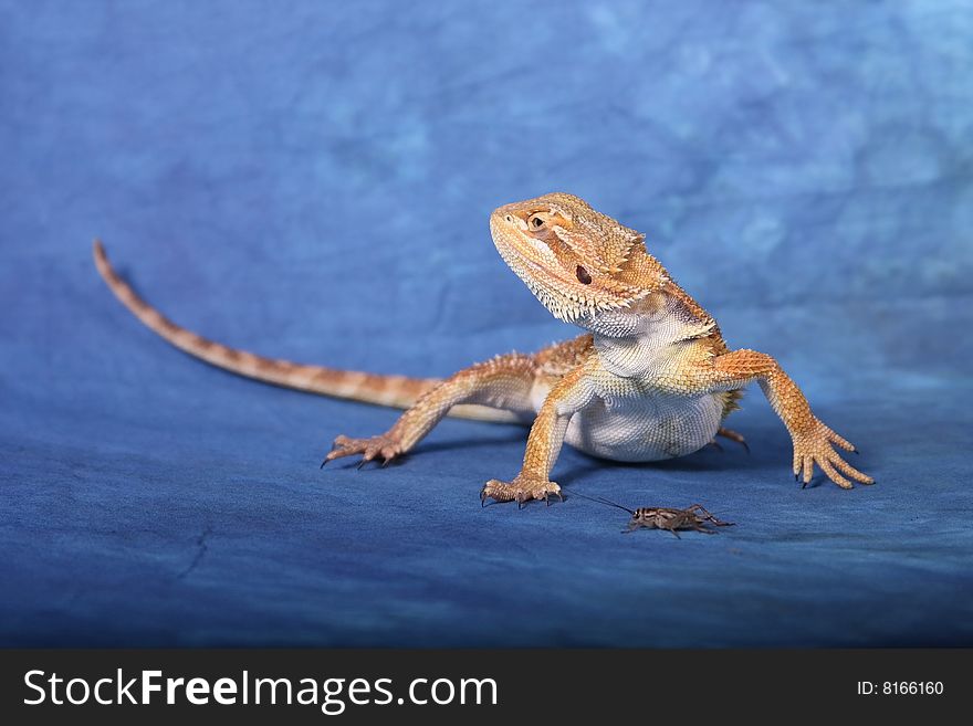 A bearded dragon ready to eat a cricket.