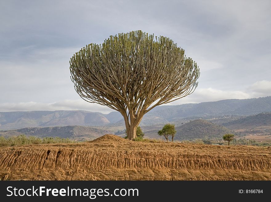 Cactus Acacia