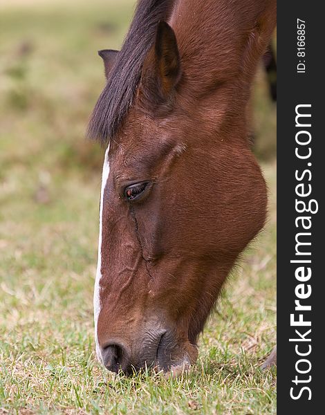 Red Horses Are Grazed