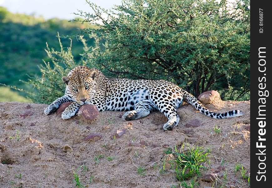 Leopard With Menacing Stare, Namibia