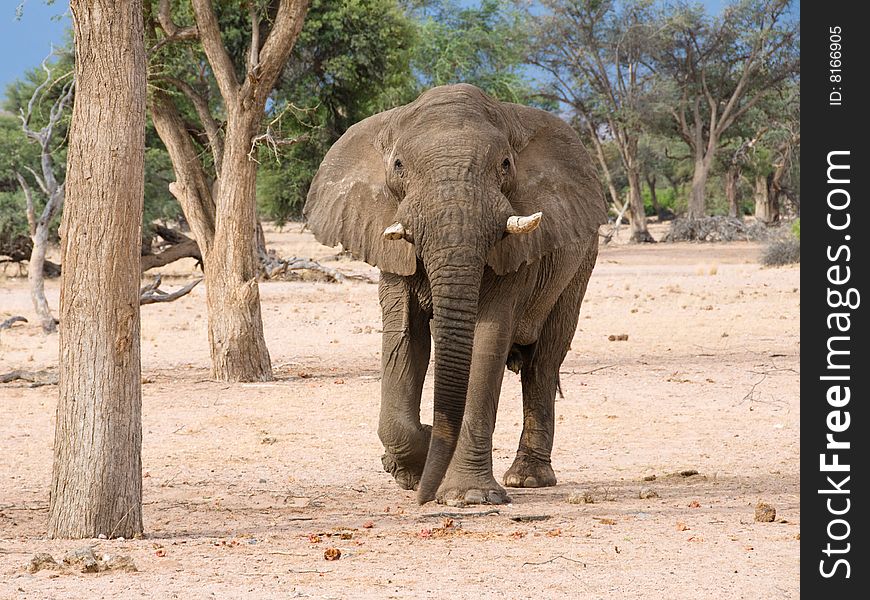 Desert-adapted elephant (loxodonta africana) charging forward, Namibia. Desert-adapted elephant (loxodonta africana) charging forward, Namibia