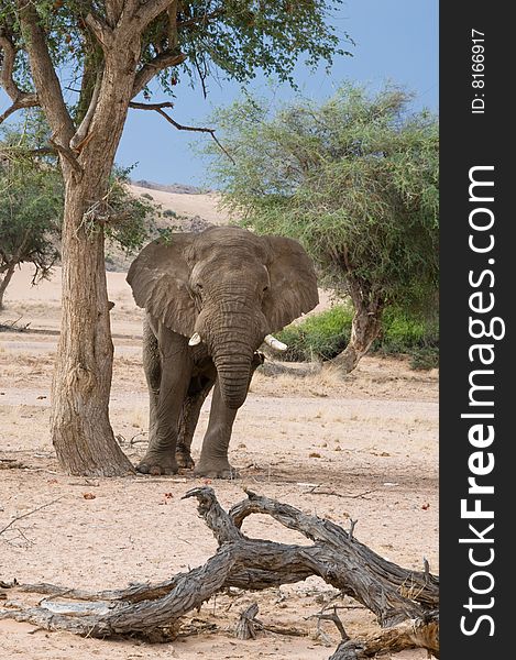 Desert-adapted elephant (loxodonta africana) standing by tree, Namibia. Desert-adapted elephant (loxodonta africana) standing by tree, Namibia
