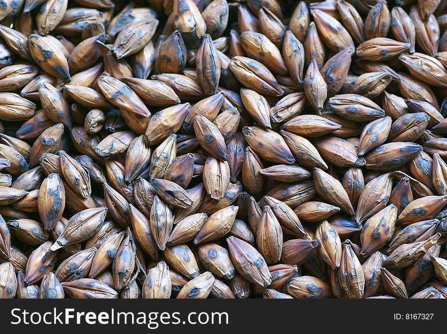 Closeup of Barley Seeds for background.