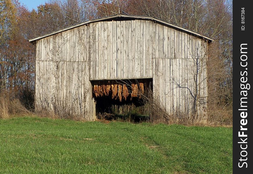 Tobacco leaves hanging up in a barn drying. Tobacco leaves hanging up in a barn drying