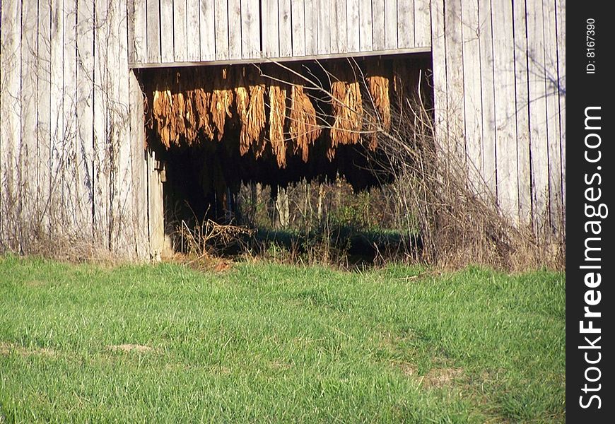 Tobacco Leaves Drying Closeup