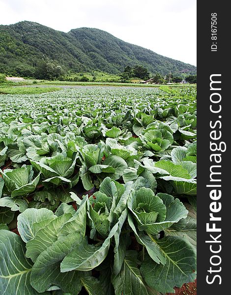 Wide perspective image of a cabbage field