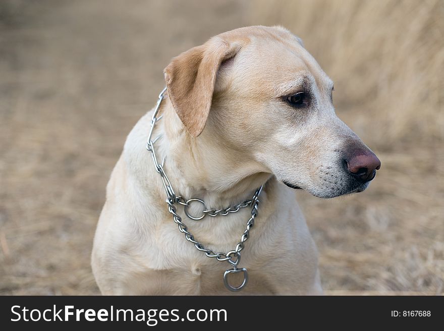 Portrait of a yellow labrador retriever in a field. Portrait of a yellow labrador retriever in a field