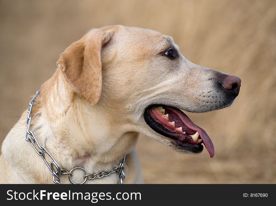 Portrait of a yellow labrador retriever in a field. Portrait of a yellow labrador retriever in a field
