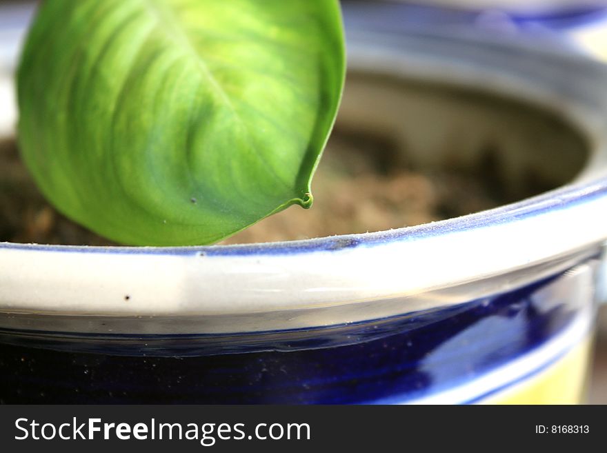 A green leaf in a Pot