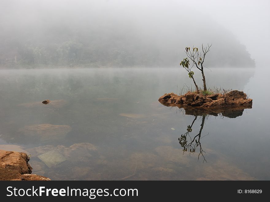 A young tree grows on the lake water rock