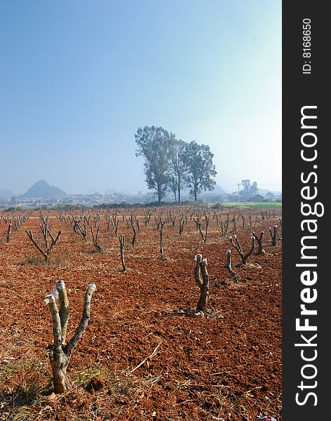 The winter orchard, fruit tree's branch is pruned