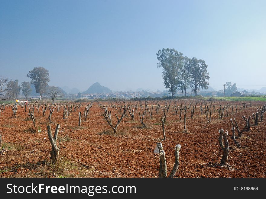 The winter orchard, fruit tree's branch is pruned