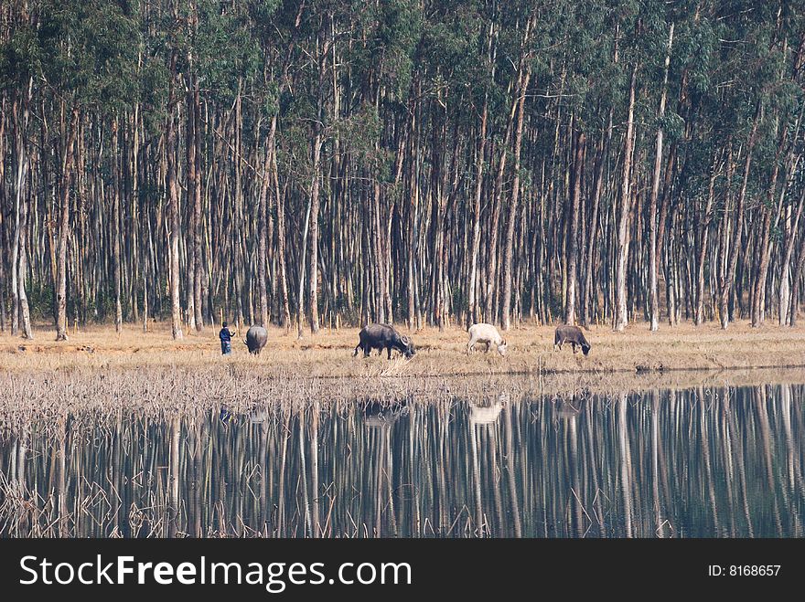 Nearby the lake forest, several water buffalos are grazing. Nearby the lake forest, several water buffalos are grazing