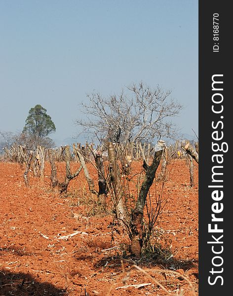 The winter orchard, fruit tree's branch is pruned