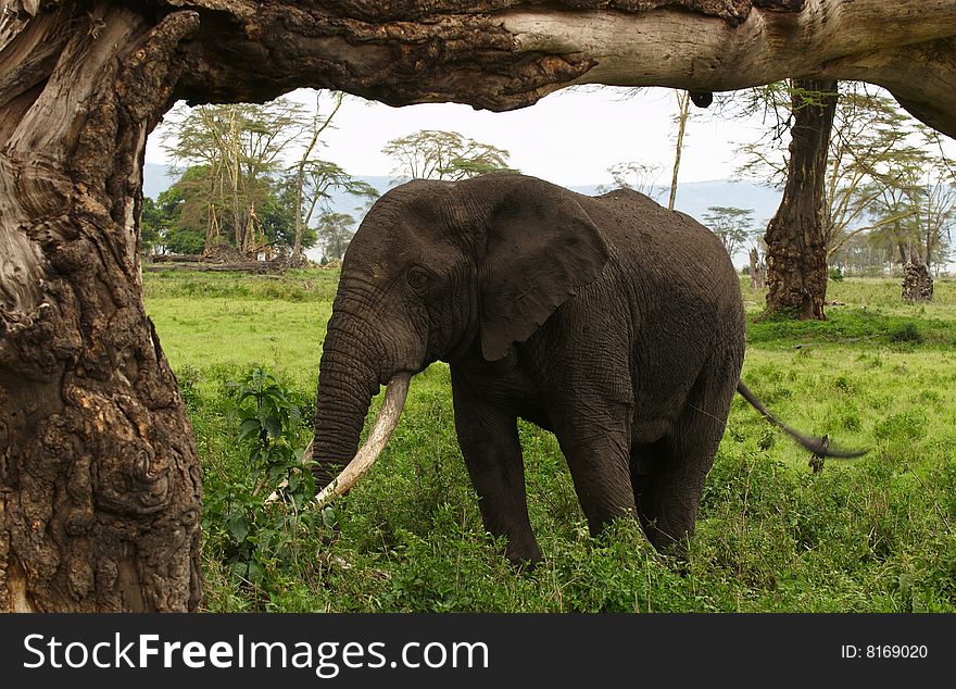 Elephants - the largest land animals, Africa. Elephants - the largest land animals, Africa