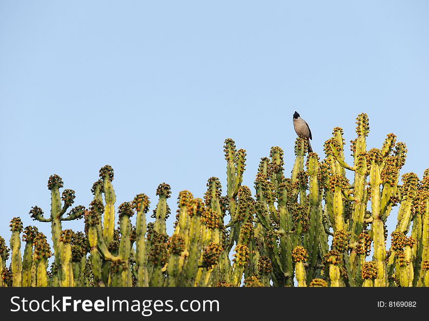 As soon as grows thickly the long luxuriant cactus, is blossoming