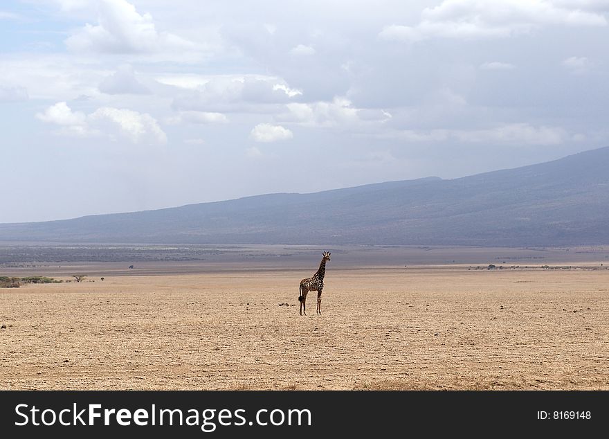 Alone Africans Giraffe