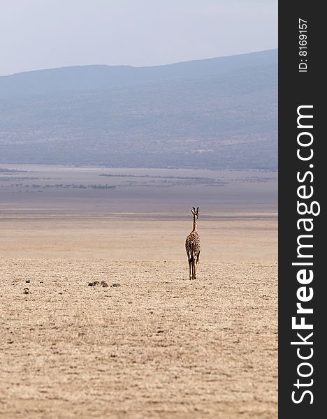 Alone giraffe in africans savannah. Alone giraffe in africans savannah